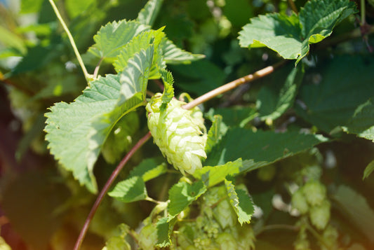 Hops Vines in Summer. This is New Zealand Hops, Nelson is now the hop centre of New Zealand. Hops are the essential ingredient that gives beer its bitter taste.